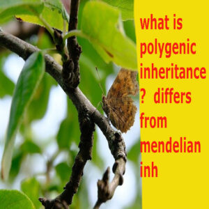 what is polygenic inheritance? differs from mendelian inh